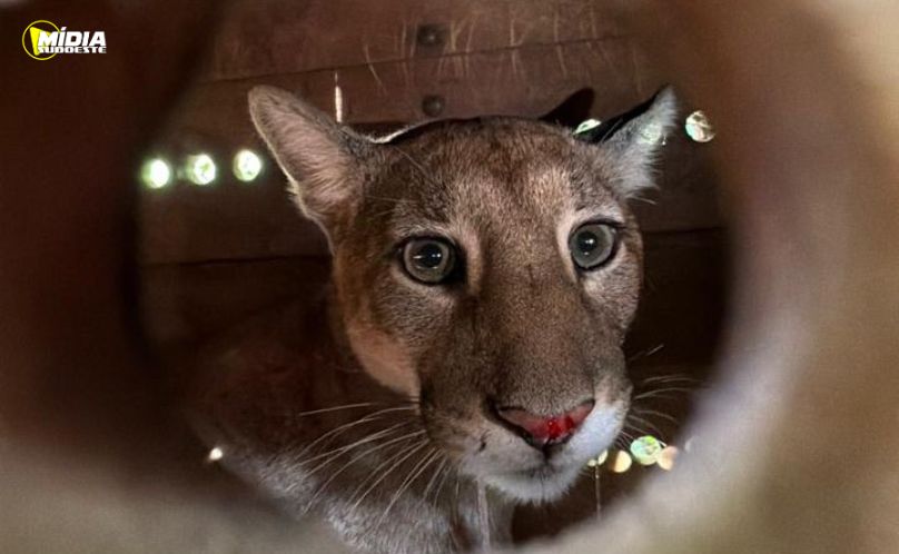 Onça-parda resgatada em Maringá é devolvida à natureza
