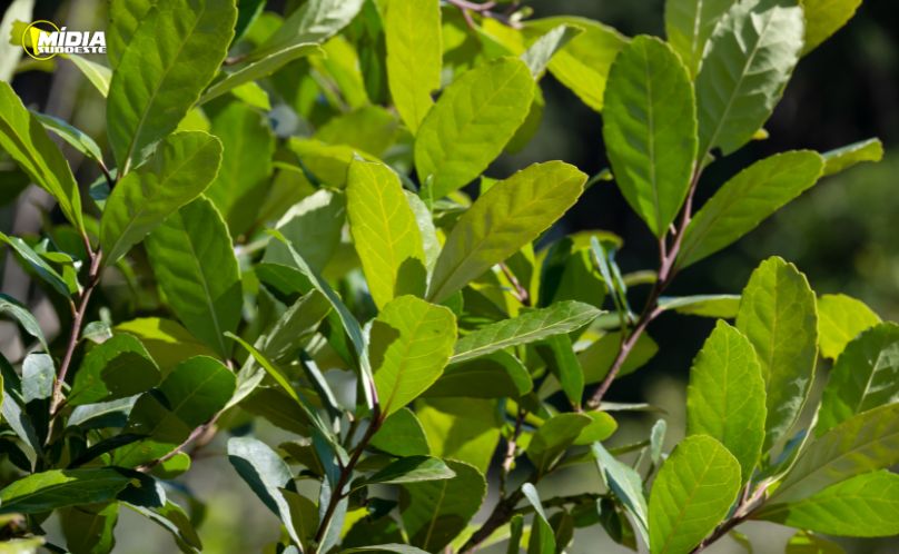 Erva-mate preserva tradição e fortalece o campo no Paraná