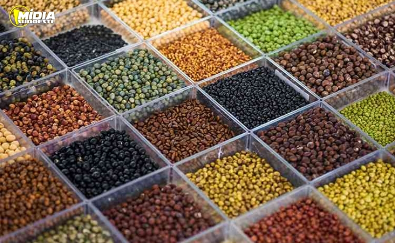 Sojas "diferentes do padrão comercial" serão demonstradas pela Embrapa no Show Rural