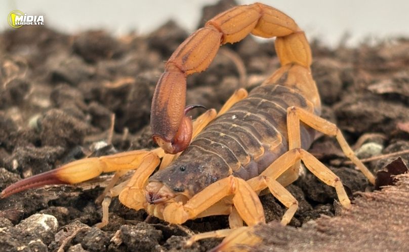 PRF apreende medicamentos