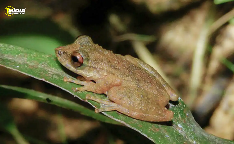 PRF apreende medicamentos