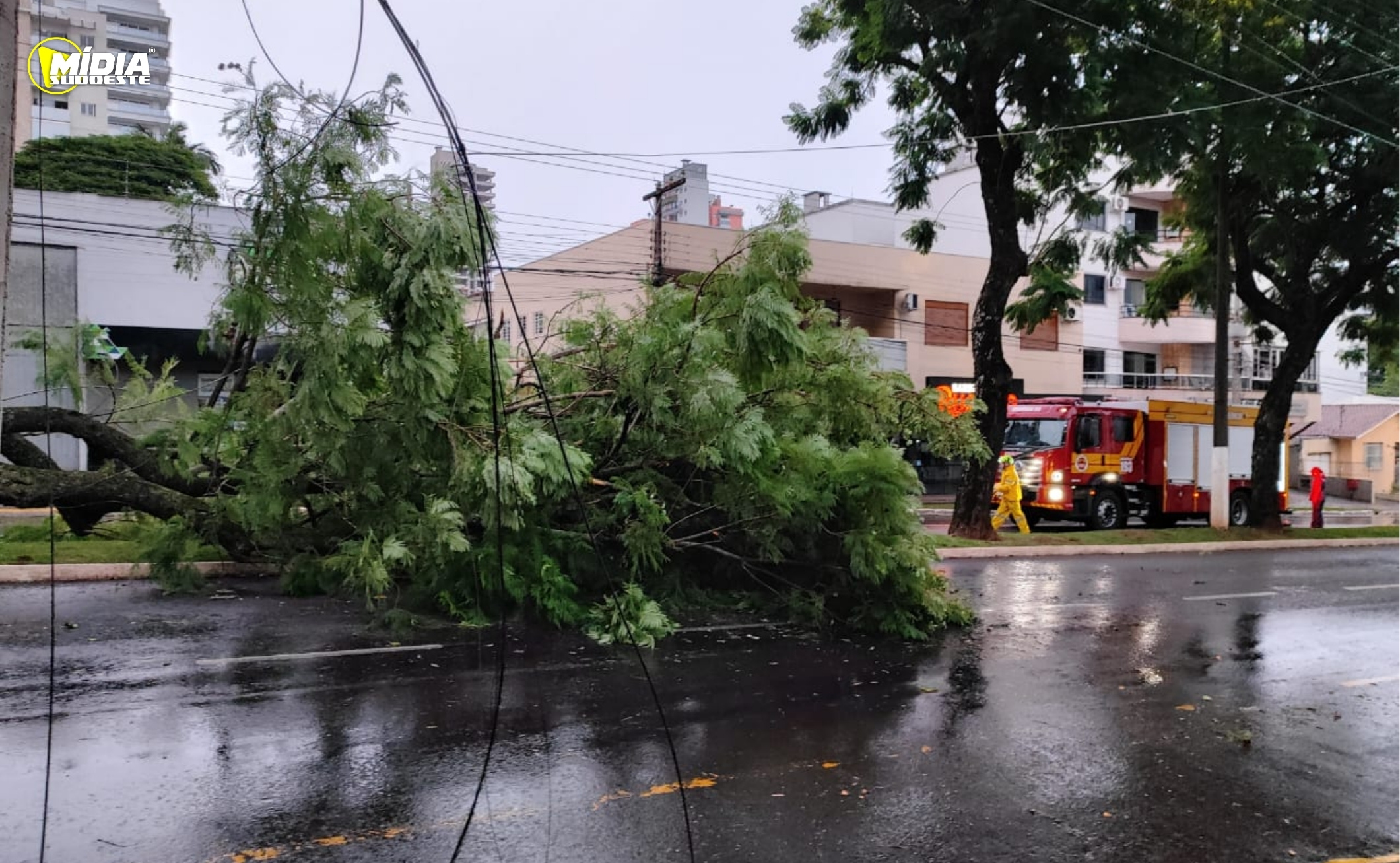 Árvore cai e interdita rua no Centro de Chapecó