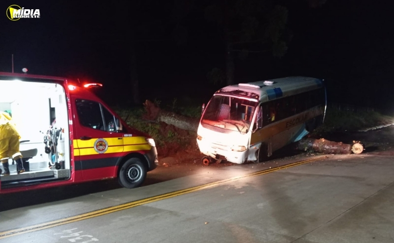 Queda de árvore provoca acidente e interdita SC-305