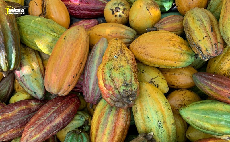 Risco fitossanitário leva à suspensão da importação de cacau