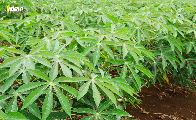  TJPR aplica a Justiça Restaurativa em furto de mandioca