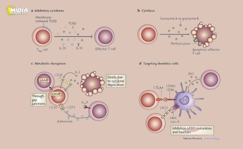 Descoberta revela mecanismo que impede o sistema imunológico de atacar o próprio corpo