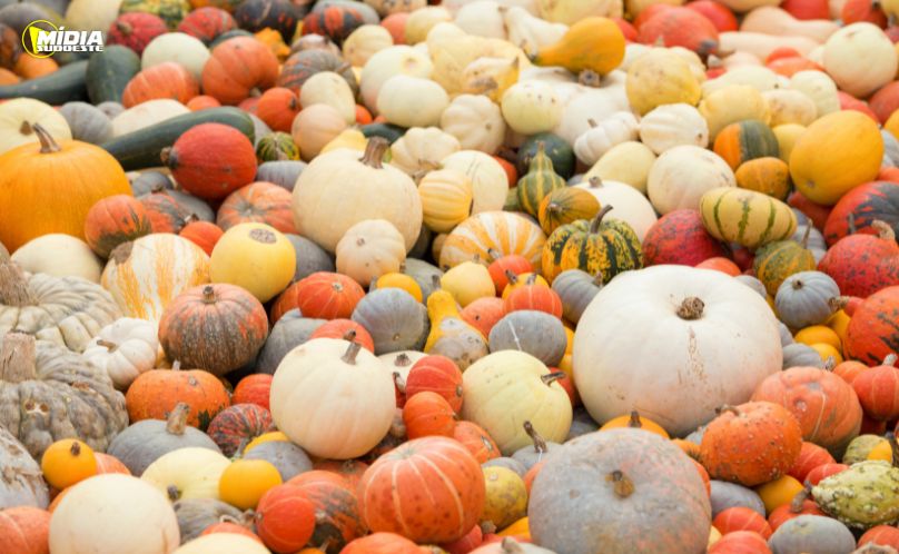 Produção de abóbora movimenta R$ 106,5 milhões no Paraná