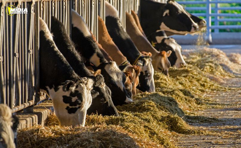 Crédito do BRDE para cadeia do leite no Paraná cresce 84% em 12 meses