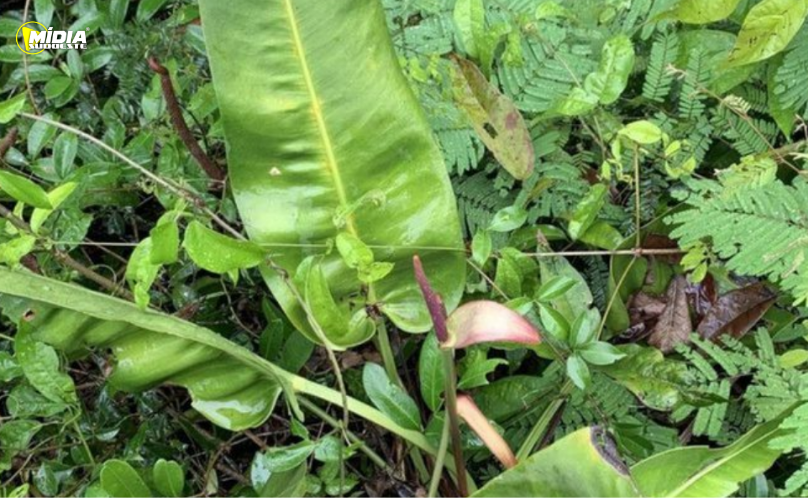 Pesquisadores descobrem nova espécie de antúrio no Espírito Santo