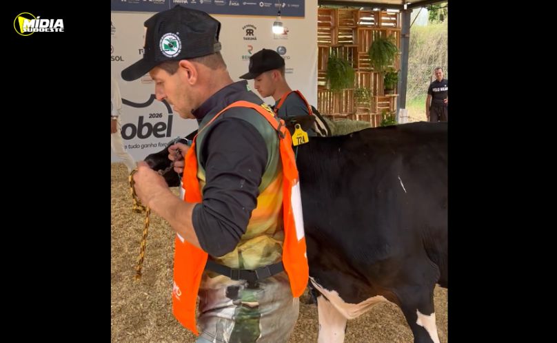 Expobel destaca força da pecuária leiteira com julgamento da raça Holandesa 