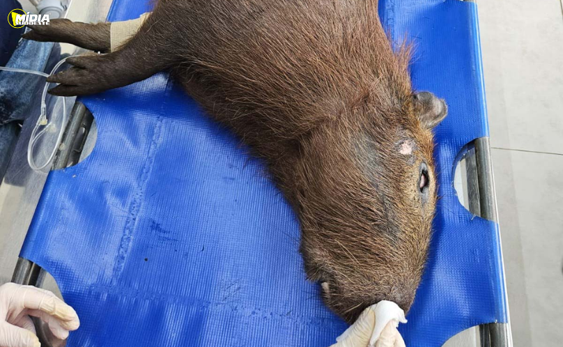 IAT devolve capivara atropelada à natureza no Sudoeste do Paraná