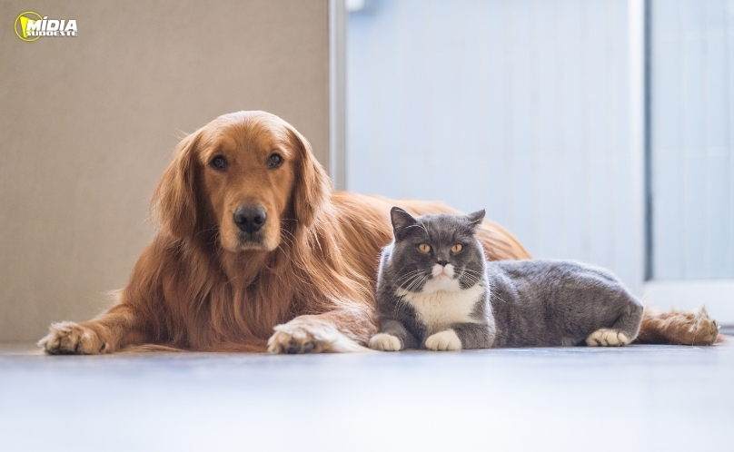 Saudade do Iguaçu abre cadastro para castração gratuita de cães e gatos