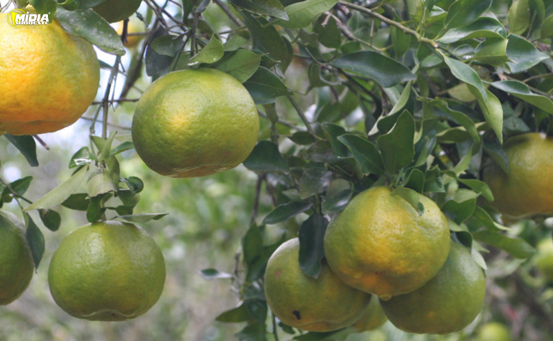 Adapar estabelece regras para combater greening no Paraná
