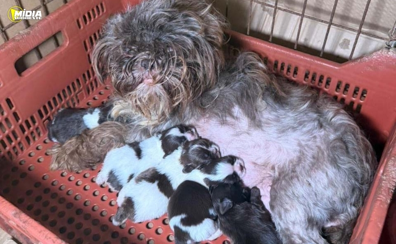 PCPR prende mulher e resgata 80 animais em situação de maus-tratos