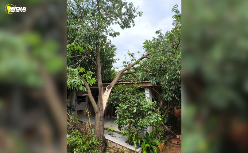 Árvore cai sobre residência durante temporal e mobiliza Corpo de Bombeiros