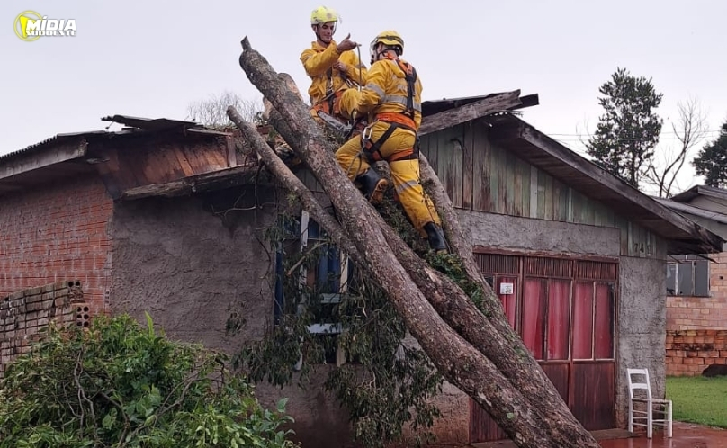 Árvore de grande porte cai sobre residência após temporal em São Domingos