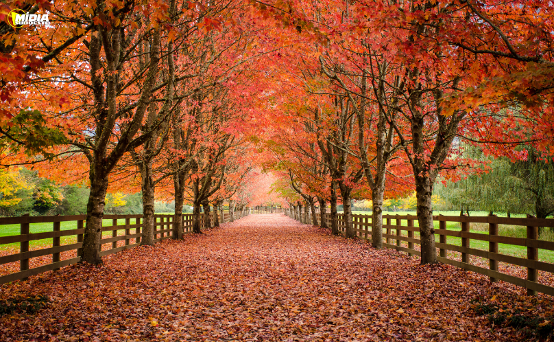 Outono pede atenção: Saúde reforça cuidados com doenças respiratórias