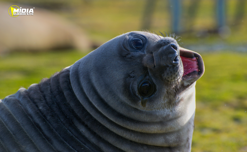Elefante-marinho vira atração nas praias de Alagoas