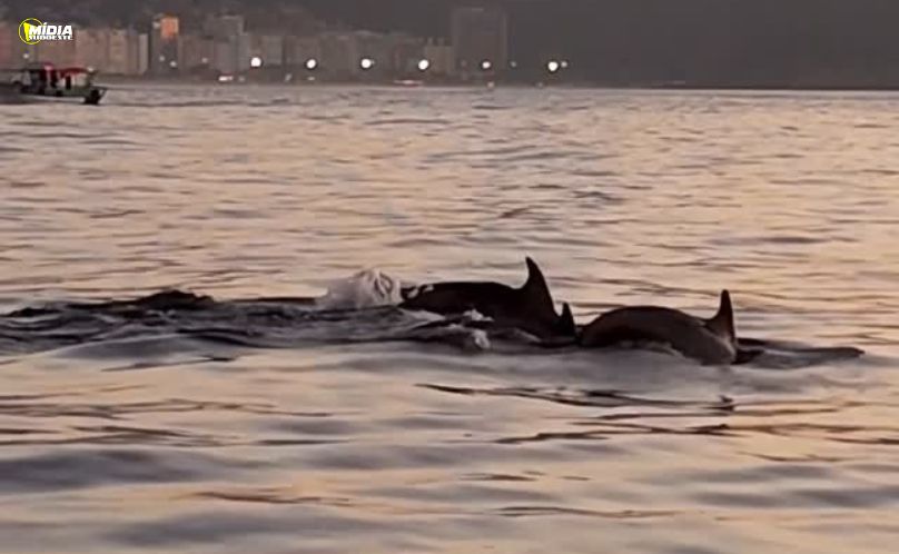 Golfinhos encantam banhistas no Rio e indicam boas condições do mar
