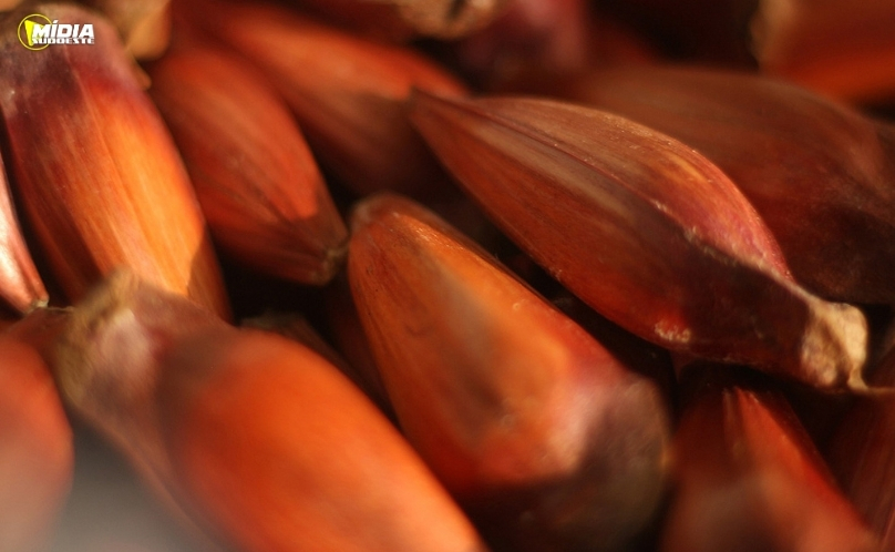 IAT reforça mudança na temporada do pinhão