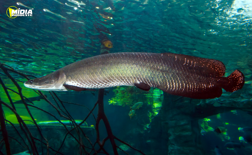 Pirarucu é declarado espécie invasora fora da Amazônia e tem pesca autorizada