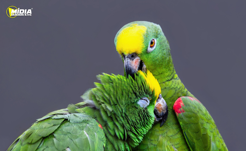 IAT reforça cuidados para a criação de animais silvestres de forma legal