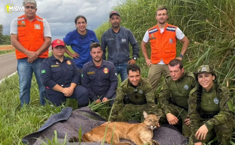 ​Onça-parda vítima de atropelamento é resgatada em Jaguapitã