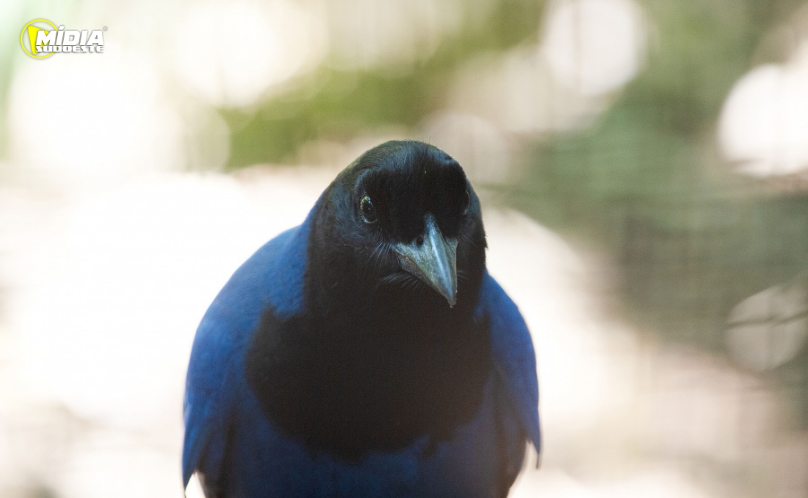 Gralha-azul resgatada pelo IAT vai para Zoo de Curitiba