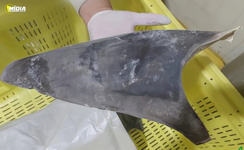 Exportação de barbatana do tubarão-azul é proibida no Brasil