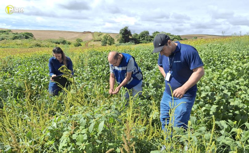 Campo Erê recebe ação de monitoramento contra Amaranthus Palmeri