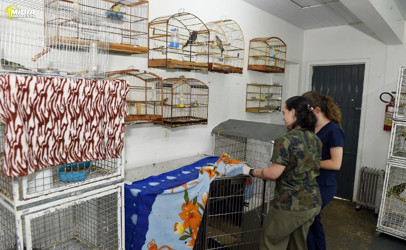 IAT destina R$ 2 milhões para atendimento à fauna silvestre