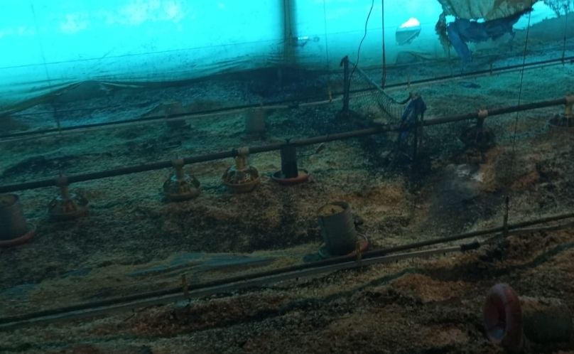 Incêndio atinge mais de mil metros quadrados de aviário