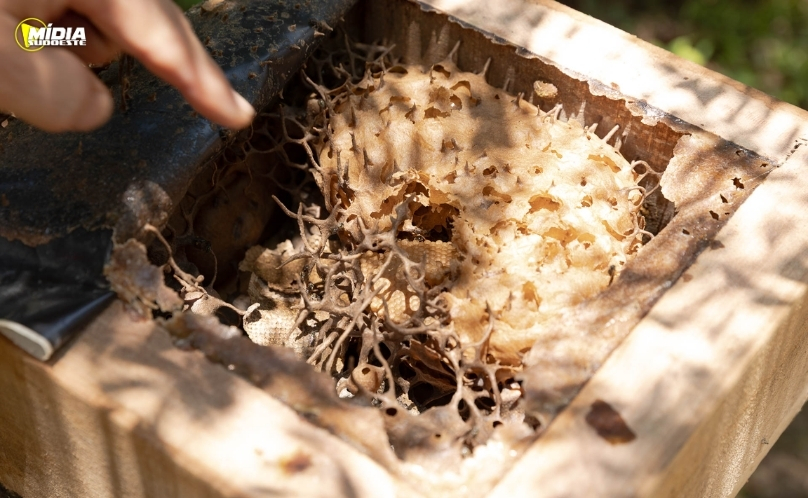 Sanepar resgata mais de 70 colmeias de abelhas nativas