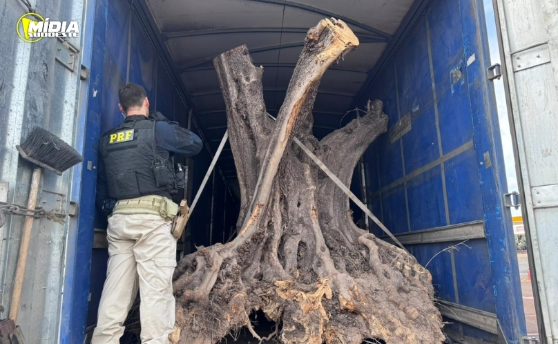 PRF apreende oliveiras centenárias contrabandeadas em carreta
