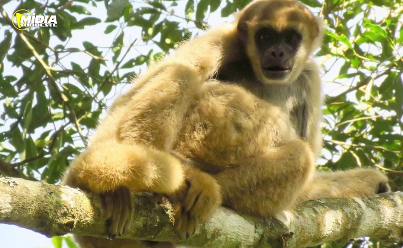 Estado avança na criação da 75ª área de conservação ambiental