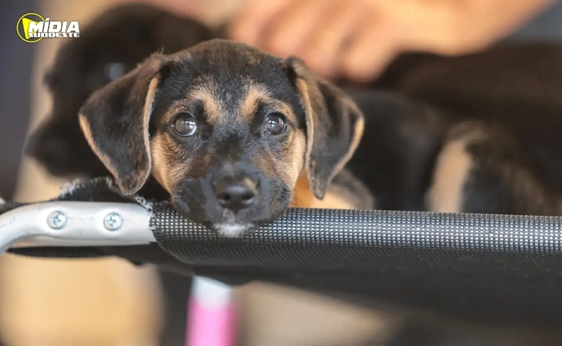 PRF apreende medicamentos