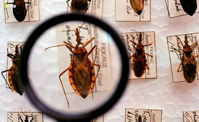 Saúde destina R$ 12 milhões para combate à doença de Chagas