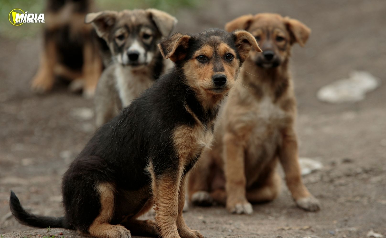 Cachorros e mais cachorros
