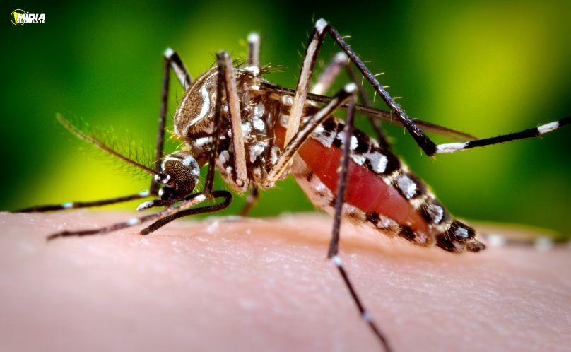Dois Vizinhos confirma primeiro caso de chikungunya