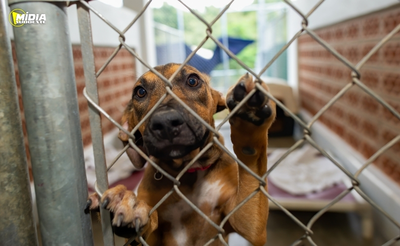 Lei define guarda compartilhada de pets
