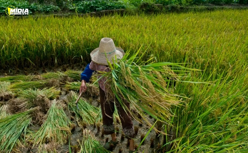 Trabalho rural ainda enfrenta precarização e casos de exploração no Brasil
