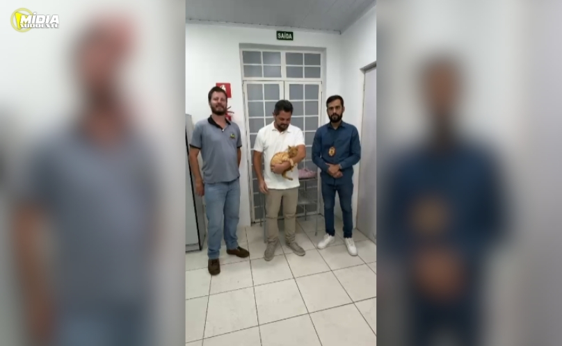 Gato vítima de maus-tratos é resgatado e passa por cirurgia de emergência