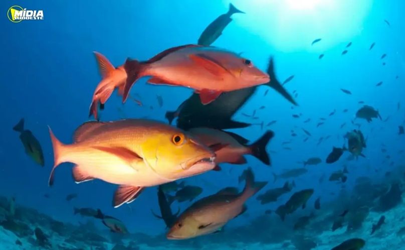 Lista de peixes e invertebrados ameaçados de extinção é atualizada