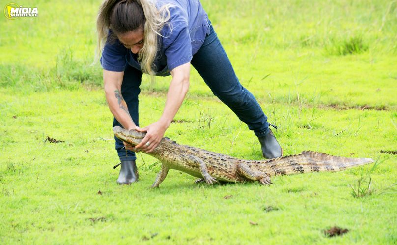 Paraná cria Superintendência-Geral de Proteção Animal