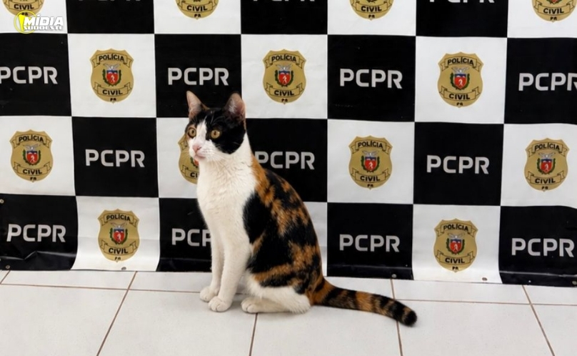 Gato furtado é recuperado pela Polícia Civil em Cascavel