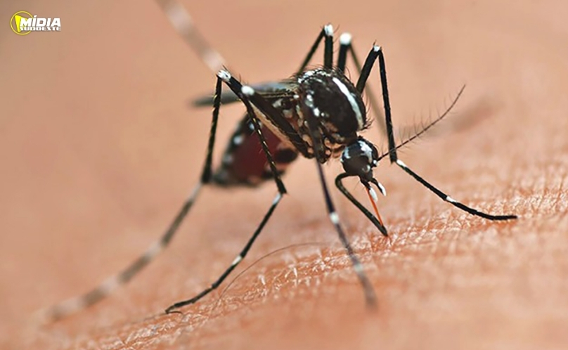 Paraná mantém alerta contra dengue mesmo com queda nos casos