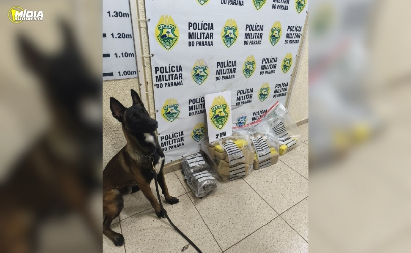 Grande apreensão de maconha resulta em três presos por tráfico