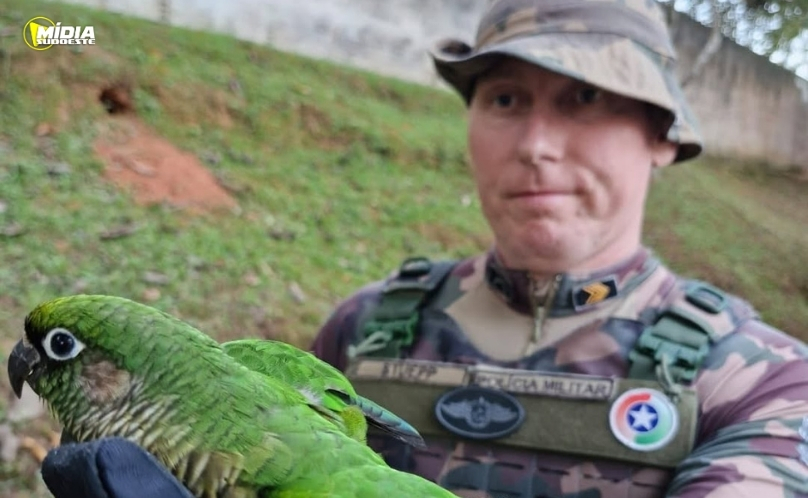 Polícia Ambiental resgata tiriva ferida após ser encontrada por morador