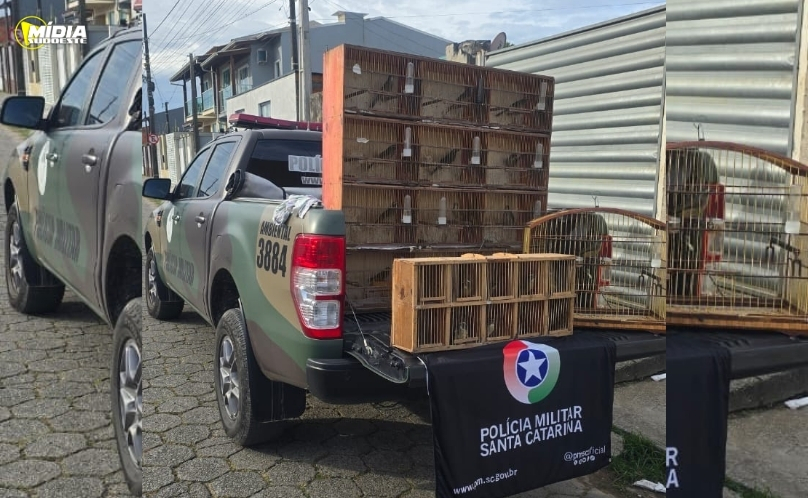 Polícia Ambiental resgata aves mantidas ilegalmente em cativeiro