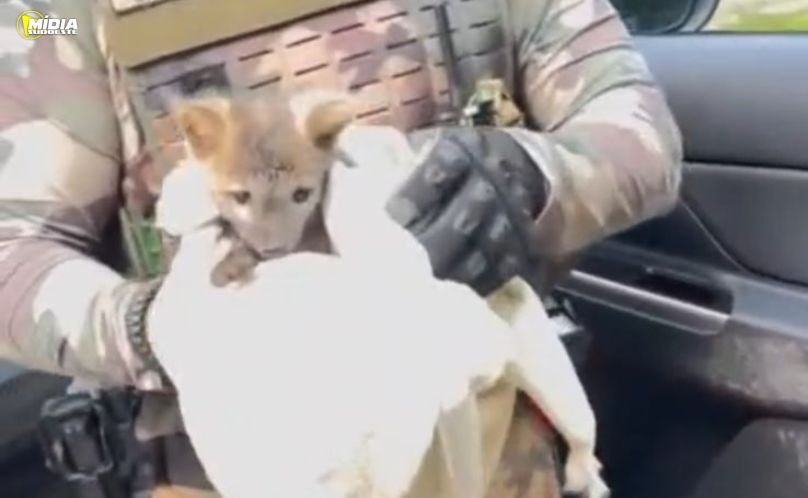 PM Ambiental resgata filhote de cachorro-do-mato